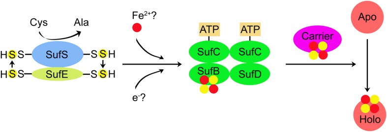 FIGURE 2