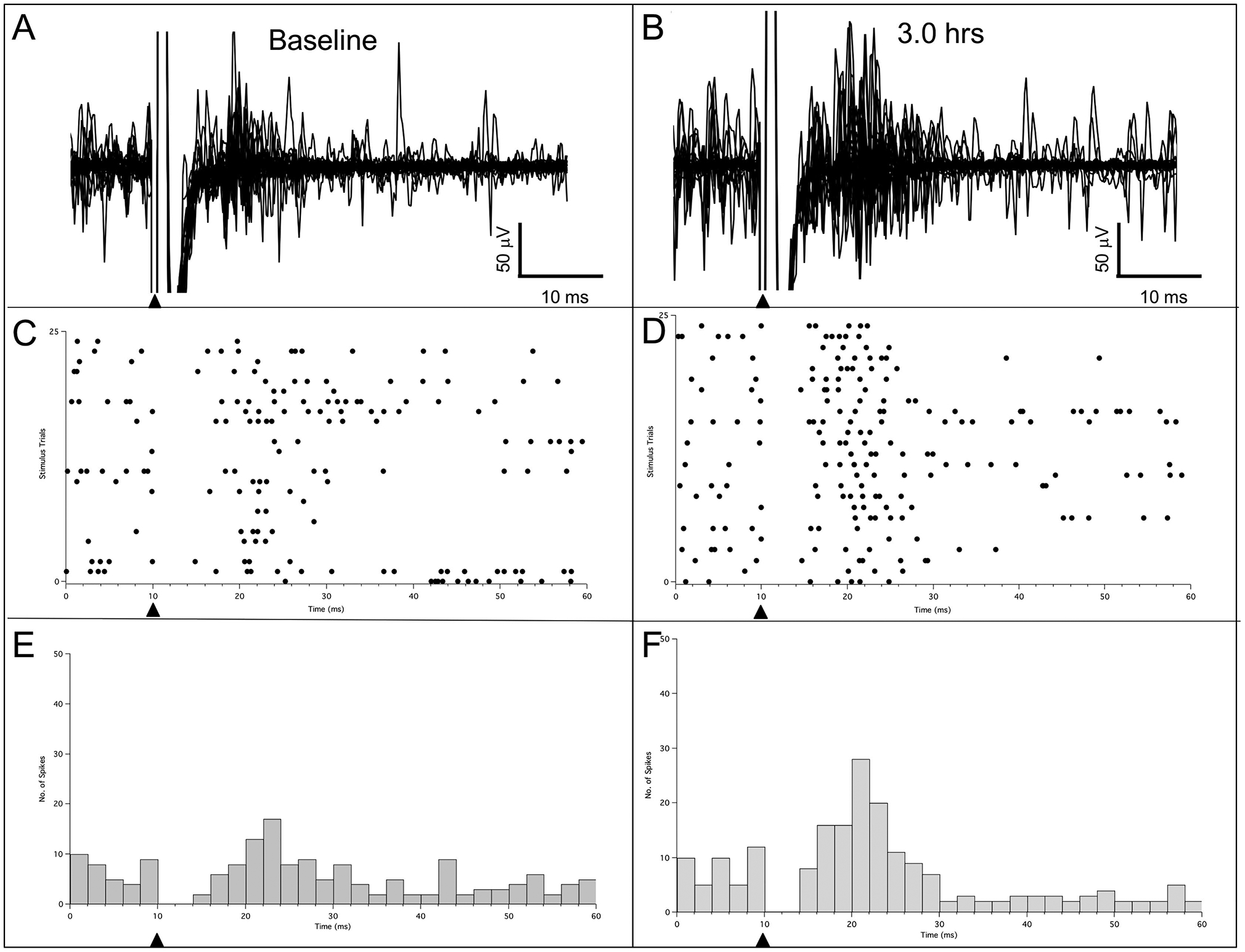 Fig. 1 –