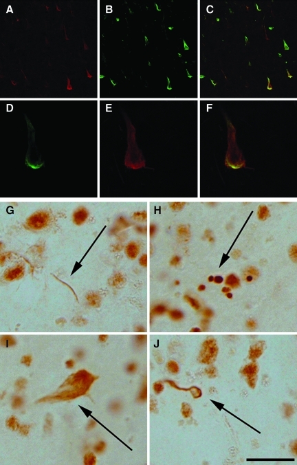 FIG. 5.