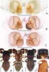 Figure 19.