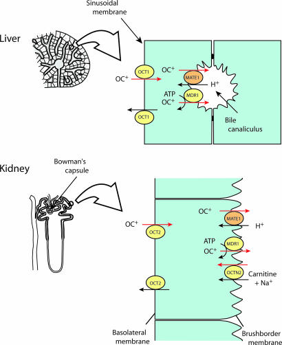 Fig. 7.