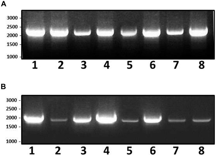 FIGURE 9