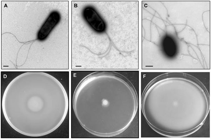 FIGURE 3