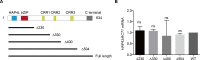 Figure 4—figure supplement 3.