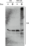 Figure 3—figure supplement 2.