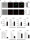 Figure 6—figure supplement 1.