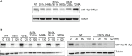 Figure 4—figure supplement 1.