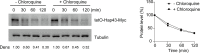Figure 3—figure supplement 1.
