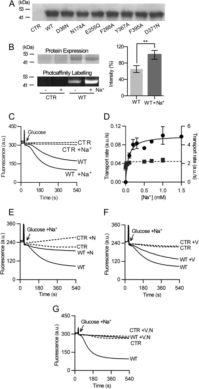 FIGURE 1.