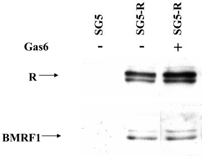 FIG. 8.