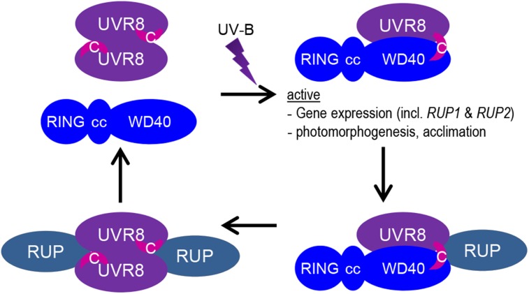 Figure 7.