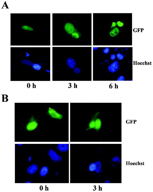 FIG. 8.