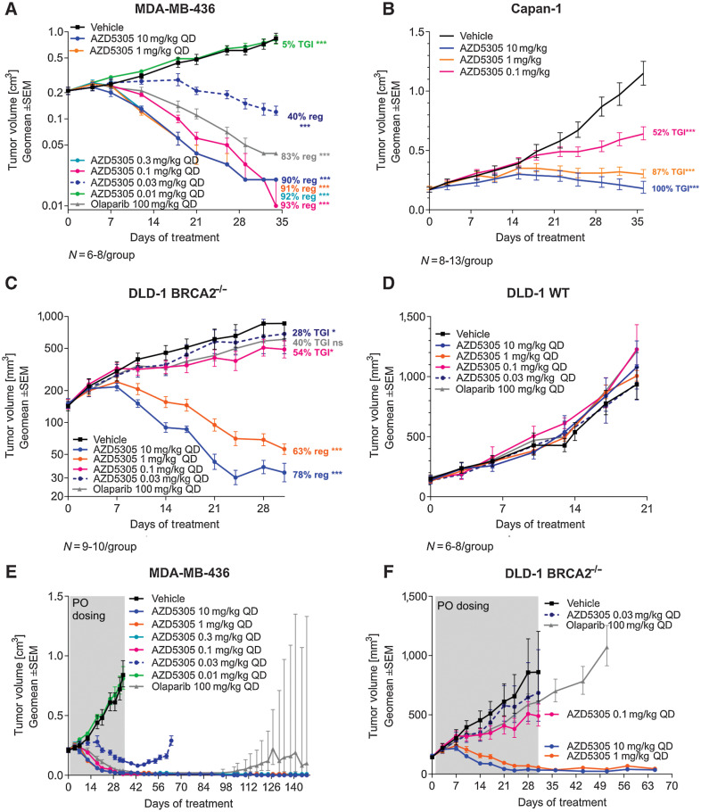 Figure 3. Efficacy of AZD5305 in BRCAm xenograft tumor models. Antitumor efficacy of AZD5305 dose-responses in MDA-MB-436 BRCA1 m TNBC xenograft (A), in CAPAN-1 BRCA2 m pancreatic cancer xenograft (B), and in isogenic xenograft tumor models DLD-1 BRCA2−/− (C) and DLD-1 WT (D). Mice were dosed with indicated doses of AZD5305 or 100 mg/kg olaparib once daily orally (PO) for 35 (A, B), 31 (C) or 20 (D) days. E and F, In experiments from A and C treatment was withdrawn as indicated and tumors were monitored for the regrowth. Graphs depict geomean tumor volume ±SEM and percent tumor growth inhibition (TGI) or regression (reg). Statistical significance was evaluated compared with the vehicle group using a one-tailed t test (*, P ≤ 0.05; **, P ≤ 0.01; ***, P ≤ 0.001).