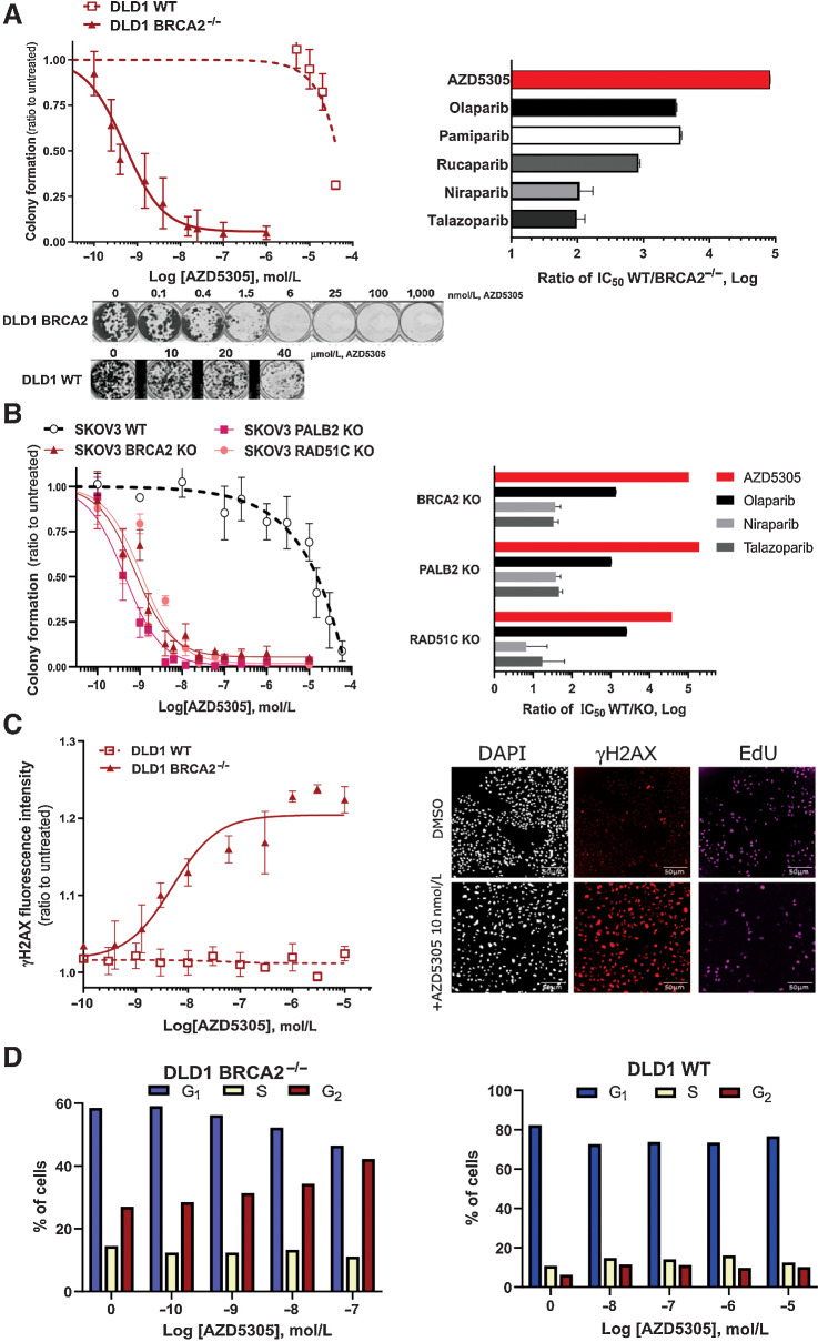 Figure 2. AZD5305 selectively targets cancer cells with HRR-Deficiency, inducing DNA damage accumulation and cell cycle arrest. A, Colony formation assays of DLD-1 isogenic cell line pair (WT in dotted line and BRCA2−/− in solid line) treated with AZD5305 in dose response (A, left) Curves are the mean of six independent experiments, error bars indicate ±SEM. (A, bottom) Representative images of clonogenic assays. (A, right) Bar chart representing the differential activity of each PARPi on the BRCA2−/- isogenic cell line pair. Bars are the IC50 ratio of WT over the BRCA2−/− cells for each indicated PARPi. (B, left). Colony formation assays performed in SKOV-3 isogenic pairs: WT (dotted line, empty circle), BRCA2-KO, PALB2-KO and RAD51C-KO (solid lines and full symbols, as indicated) treated with a dose response of AZD5305. Curves are the mean of three independent experiments, error bars indicate ±SEM. (B, right) Bar chart representing the differential activity of each compound on each isogenic cell line pair. Bars are the IC50 ratio of WT over the indicated KO isogenic pair, measured for each indicated PARPi. (C, left) γH2AX measured by immunofluorescence after 72-hour treatments with a dose response of AZD5305 in DLD-1 BRCA2−/− (solid line and full symbol) or WT cells (dotted line and empty symbol). Curves are the mean of three independent experiments, error bars indicate ±SEM. (C, right), representative immunofluorescence images of DLD-1 BRCA2−/− cells treated with 10 nmol/L of AZD5305 (bottom) or untreated (top). D, Cell cycle analysis by flow cytometry of DLD-1 BRCA2−/− (left) and WT cells (right) treated with AZD5305 for 48 hours at indicated concentrations. Bar charts represent the distribution of cells in the different cell cycle phases, G1, S, and G2; below are representative cell cycle scatter plots, with DNA and EdU intensity signal on x- and y- axes, respectively.