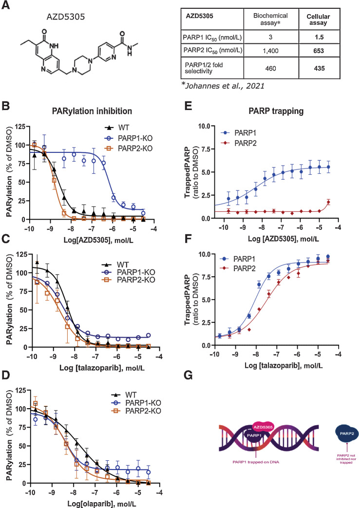 Figure 1. AZD5305 inhibits and traps selectively PARP1 in cells. A, Left: chemical structure of AZD5305. Right: table summarizing AZD5305 IC50 in binding and inhibition of PARP1 and PARP2 in biochemical and cellular assays. B–D, PARylation inhibition in A549 isogenic cell lines: WT (solid triangle), PARP1-KO (empty circle), PARP2-KO (empty square) upon dose-response of AZD5305 (B), talazoparib (C) or olaparib (D). E and F, Trapping profiles of PARP1 (blue circle) and PARP2 (red diamond) in A549 cells, measured upon dose-response treatments of AZD5305 (E) or talazoparib (F). Details of all experiments are described in materials and methods section. Each dose-response curve is the mean of four independent experiments, the error bars indicate ±SEM. G, Scheme representing the selective targeting of AZD5305.