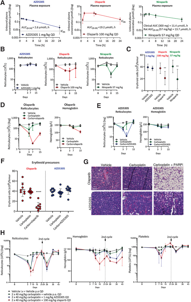 Figure 5. AZD5305 has reduced hematological toxicity in monotherapy and combination with carboplatin in rat pre-clinical models, when compared to dual PARP1/2 inhibitors. Monotherapy (A-C) Rats were dosed once daily (QD) orally for 14 days with the compounds and doses indicated. A, Unbound plasma concentration of AZD5305 (blue; 1 mg/kg), olaparib (red; 100 mg/kg) and niraparib (green; 57 mg/kg) at steady-state on day 14 with resulting unbound AUCs are as indicated. The dotted lines represent the efficacious IC95 (derived from the DLD-1 BRCA2−/− clonogenic assays) for AZD5305 and olaparib. B, Reticulocyte counts at baseline (B on x-axis) and at time points indicated, in animal groups treated with vehicle (gray), AZD5305 (blue), olaparib (red) or niraparib (green). C, Terminal erythroid precursor cell counts in AZD5305 (blue), olaparib (red) and niraparib (green) treatment groups as indicated by the legend. Statistical significance was tested relative to vehicle controls using a one-way ANOVA and Dunnett multiple comparison test, where **, P ≤ 0.01. Dots and error bars represent the mean of eight replicates ±SD. Combination (D-H): Rats were dosed with vehicle or once with intravenous (i.v.) carboplatin alone or in combination with PARPi QD for 14 days. D and E, Reticulocyte counts and hemoglobin levels are shown at baseline (B on x-axis) and over time (days; x-axis) for carboplatin+olaparib (red; D) or carboplatin+AZD5305 (blue) (E) in comparison with vehicle (gray) and carboplatin controls (green). F, Terminal erythroid precursor cell counts on day (d) 15 for the groups indicated, with olaparib study groups in red and AZD5305 study groups in blue. Statistical significance was tested relative to vehicle controls using a one-way ANOVA and Dunnett multiple comparison test, where ****, P ≤ 0.0001. G, Representative hematoxylin and eosin (H&E)-stained sections of bone marrow from vehicle controls, olaparib and AZD5305 monotherapy and carboplatin+PARPi treatment groups as indicated. H, Reticulocyte, hemoglobin and platelet levels over time (days; x-axis) from rats treated with vehicle (gray) or two doses of i.v. carboplatin alone (green) or in combination with continuous daily (QD) AZD5305 (blue) or olaparib (red) as indicated. All error bars represent the standard deviation of the mean of eight (A–C) or four (E) replicates.