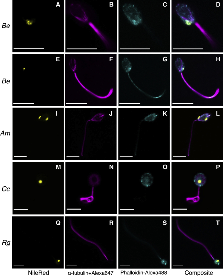 Figure 2