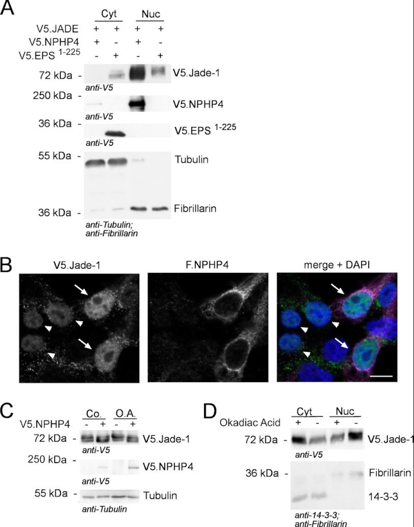 FIGURE 4.