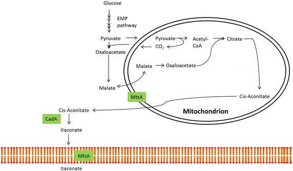 Fig. 1