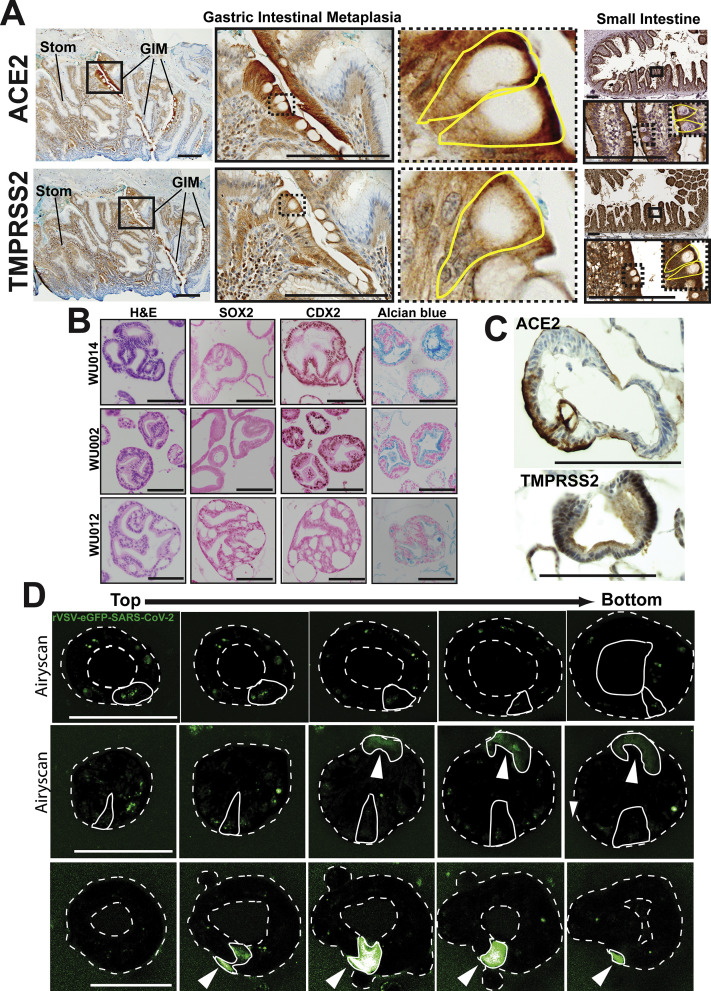 Supplementary Figure 1