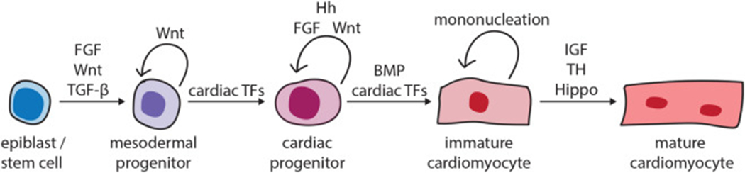 Fig. 2.