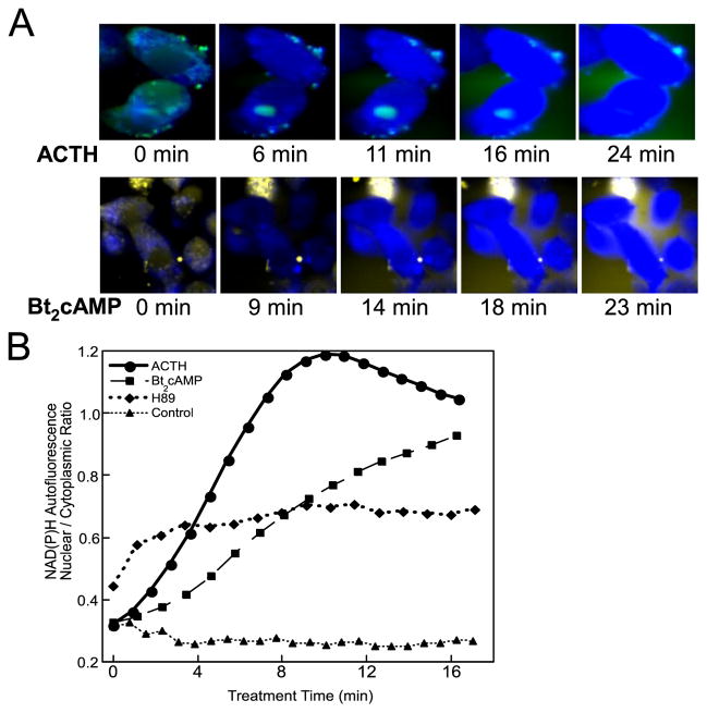 FIGURE 1