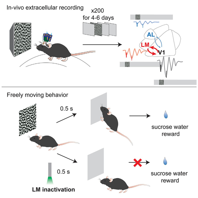 graphic file with name nihms-1954767-f0001.jpg