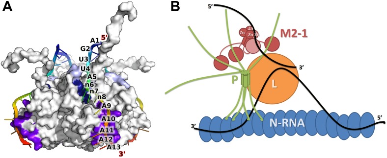 Figure 6.