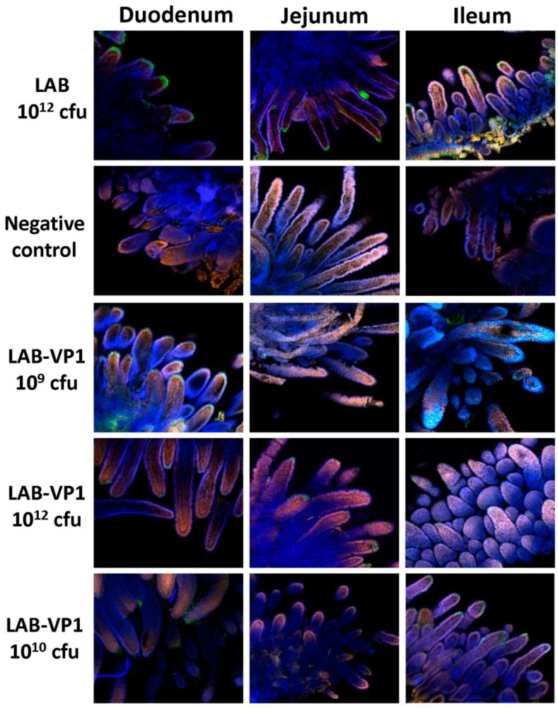 Figure 15