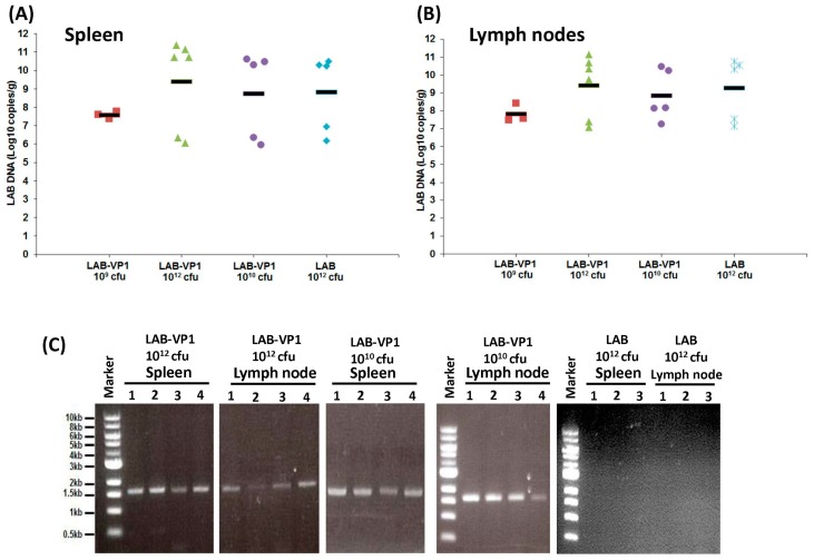 Figure 11