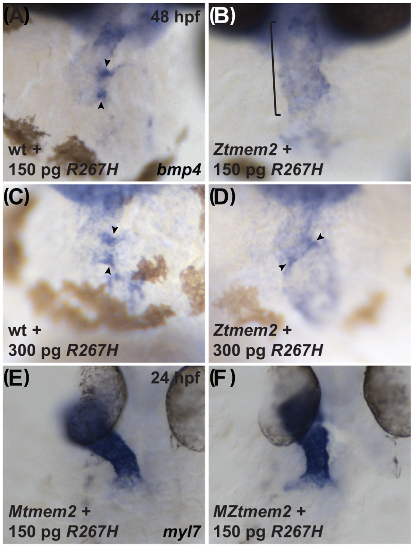 Figure 10.