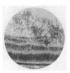 294-3