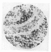 294-2