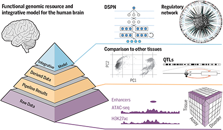 graphic file with name nihms-1015644-f0001.jpg