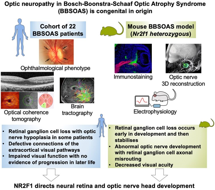 Graphical Abstract