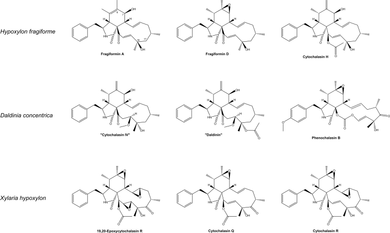 Fig. 20