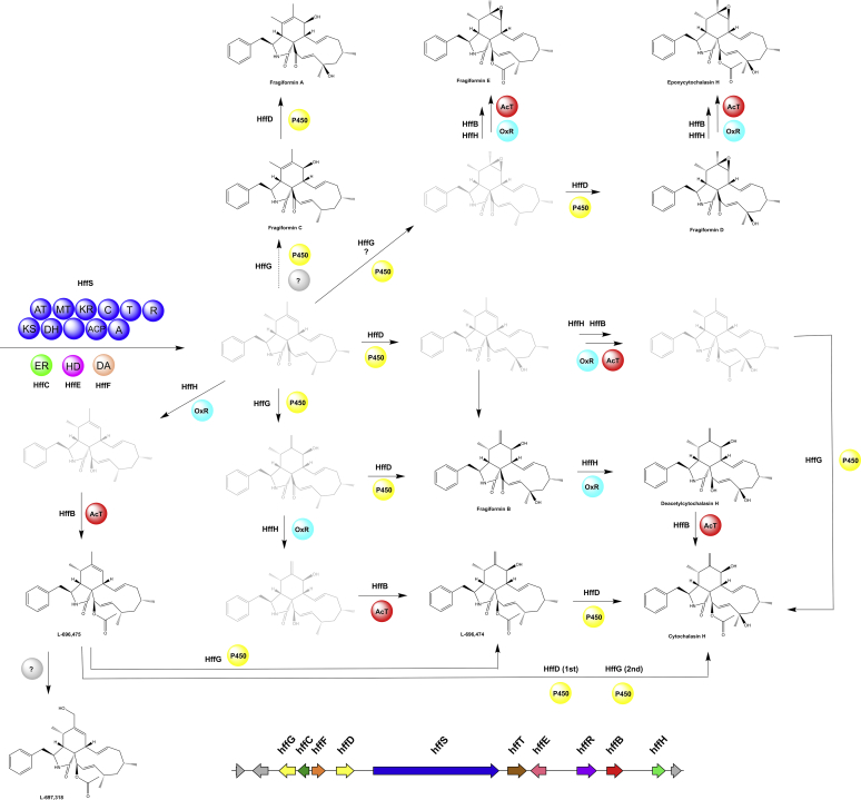 Fig. 22