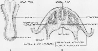 graphic file with name thorax00112-0105-b.jpg