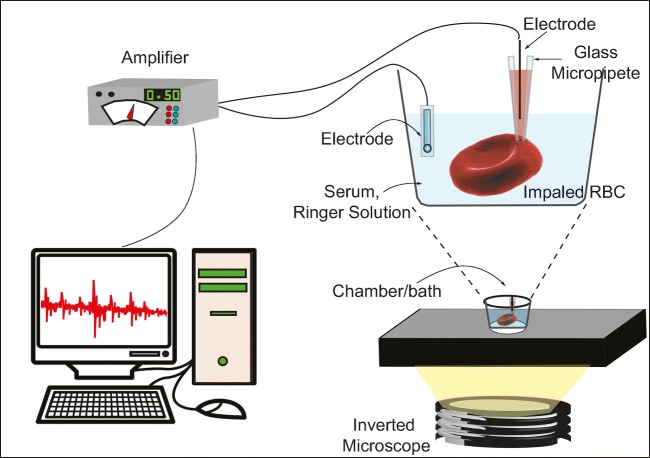 Fig. 2