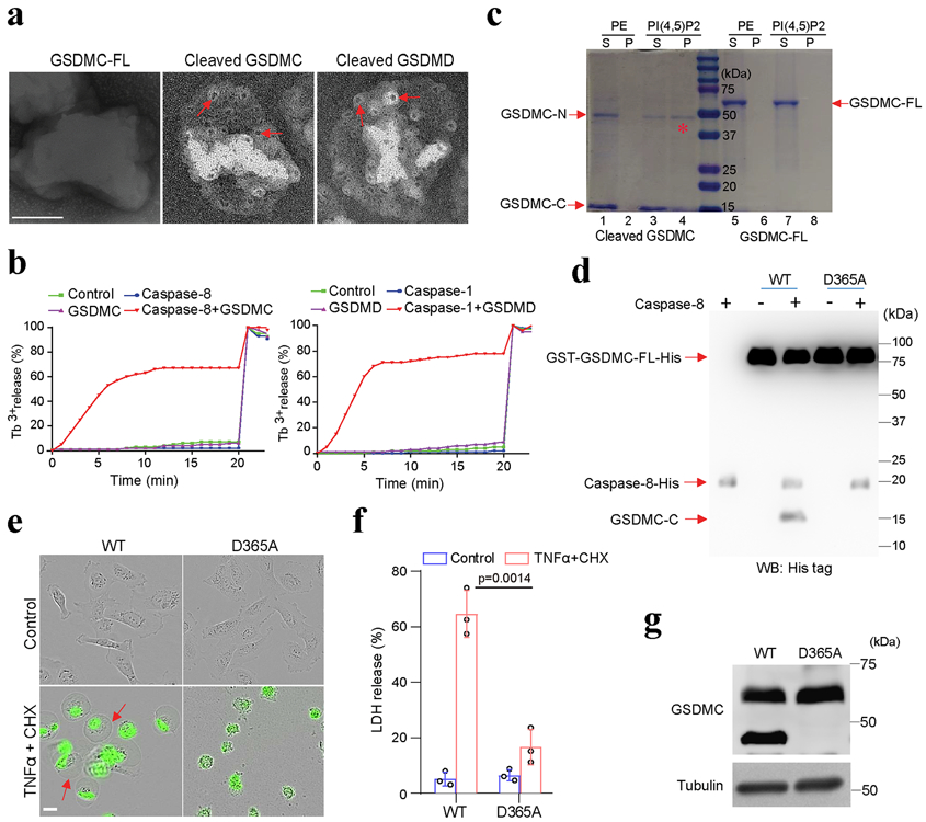 Fig. 6: