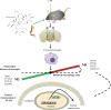 Fig. 8