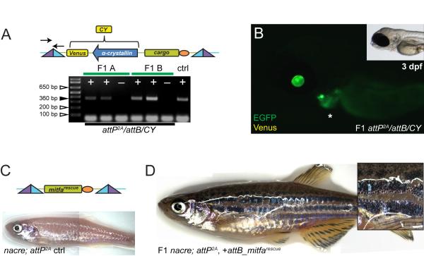 Figure 5