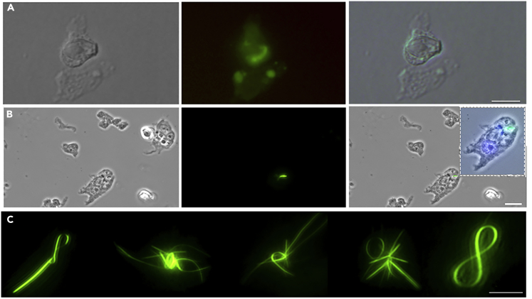 Figure 2