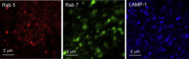 Fig. 2