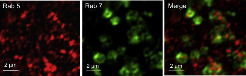 Fig. 3