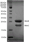 Fig. 2