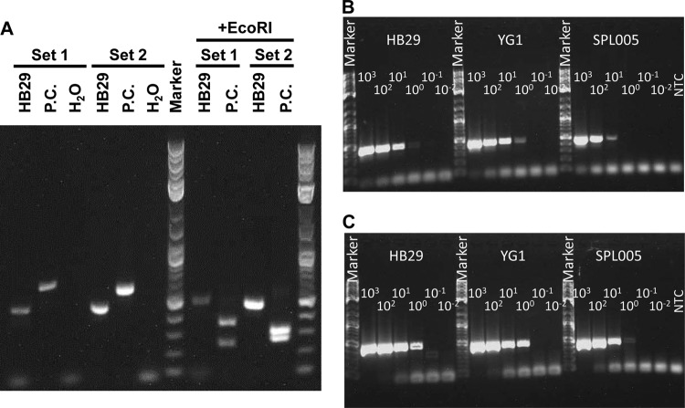 FIG 1