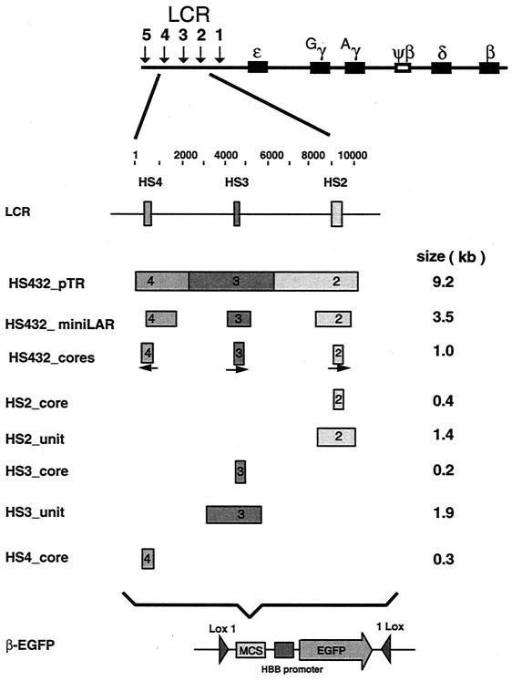 FIG. 1