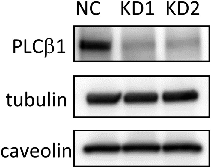 Fig. S7.