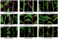 Fig. 10